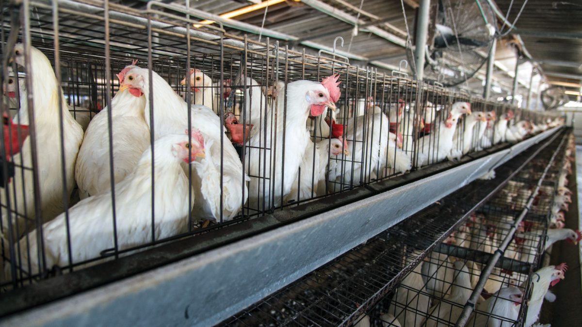 Animal Abuse Should Never Be a Secret – Update on Factory Farm Transparency  Lawsuit