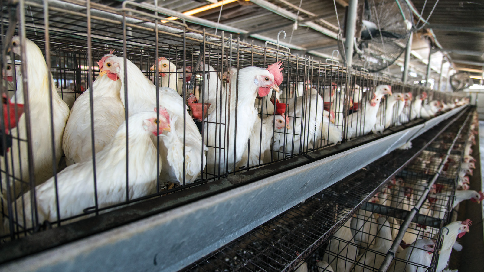 chicken factory farm