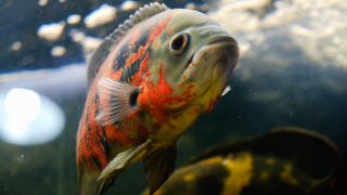 Fish: Different Types, Definitions, Photos, and More - A-Z Animals