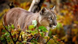 mountain lion