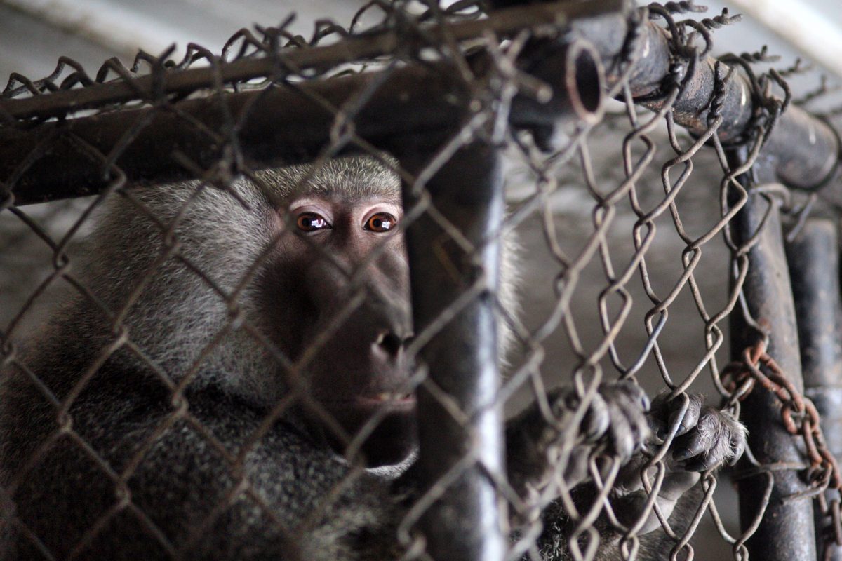 Animals Rescued and Removed from Manchester, Iowa, Roadside Zoo