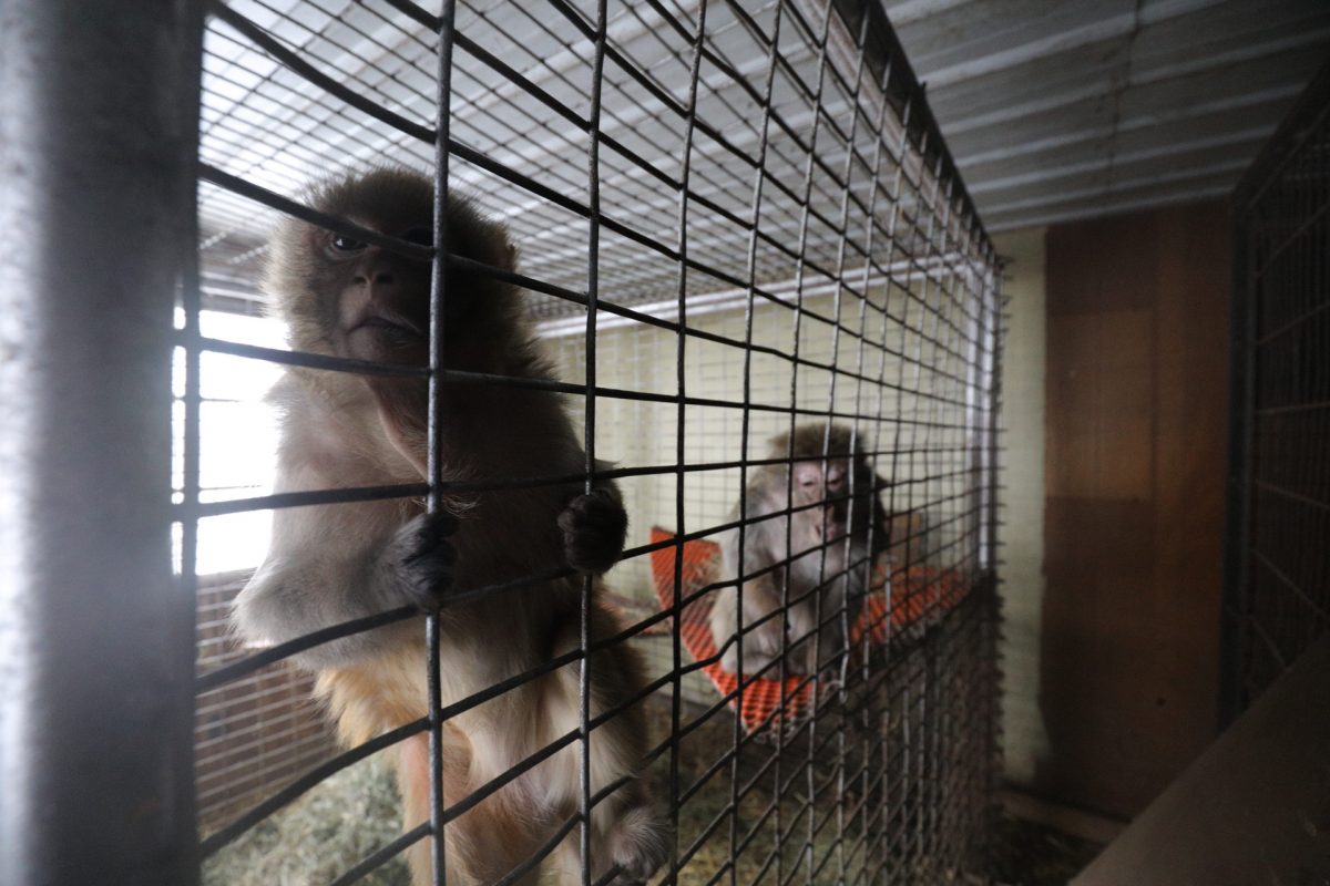 Animals Rescued and Removed from Manchester, Iowa, Roadside Zoo