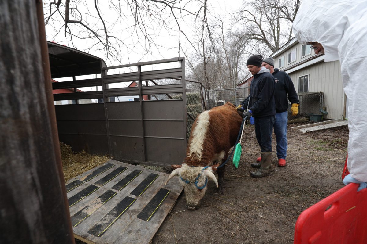 Animals Rescued and Removed from Manchester, Iowa, Roadside Zoo