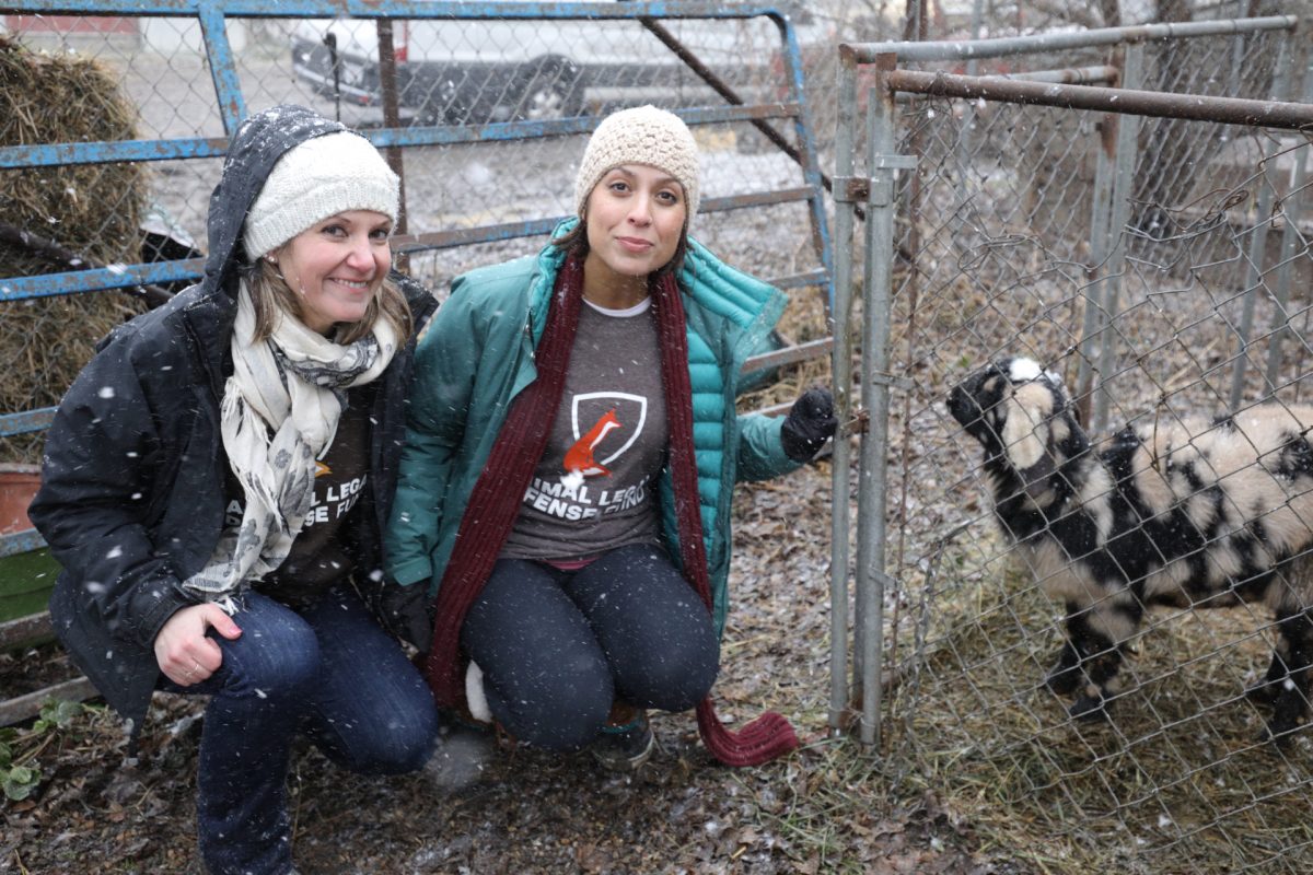 Animals Rescued and Removed from Manchester, Iowa, Roadside Zoo