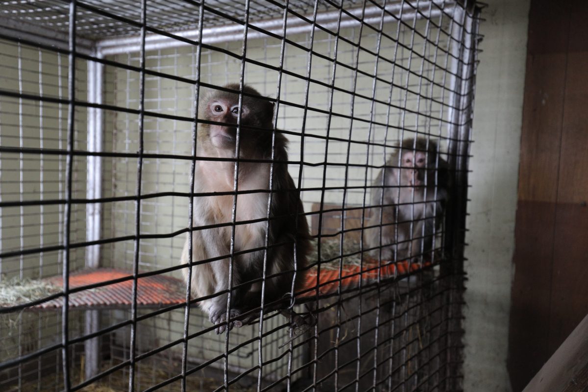 Animals Rescued and Removed from Manchester, Iowa, Roadside Zoo