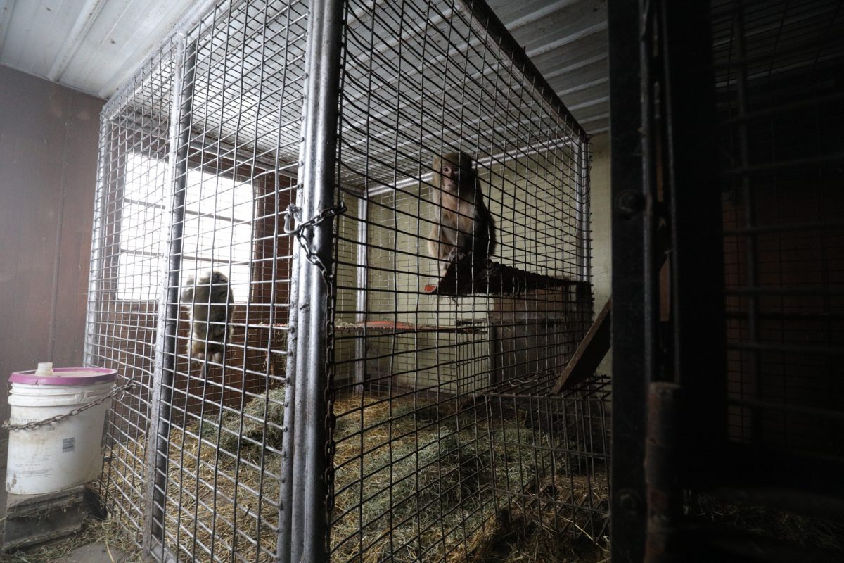 Animals Rescued and Removed from Manchester, Iowa, Roadside Zoo