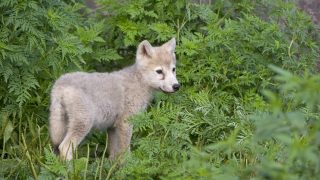 wolf pup