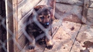 puppy