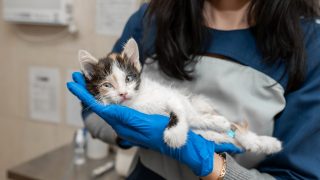 cat at vet