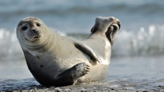 seal