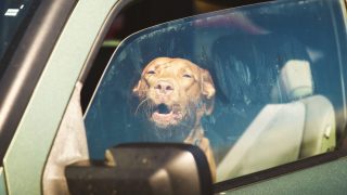 dog in hot car