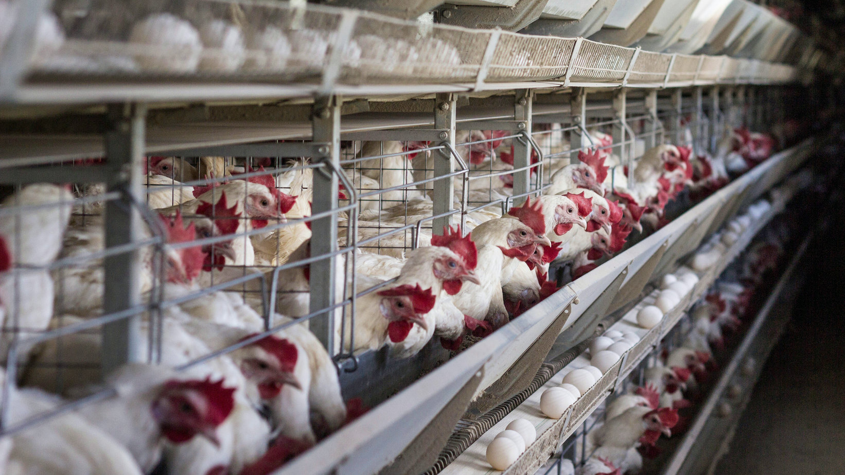 FDA Ordered to Release Factory Farming Data on Intense Confinement Hens  Used by the Egg Industry - Animal Legal Defense Fund