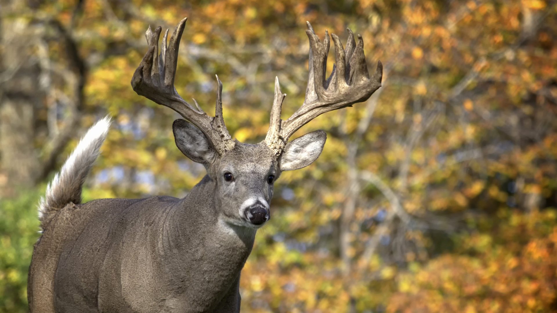 Massachusetts: Help Stop Illegal Hunting - Animal Legal Defense Fund