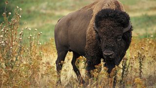 bison