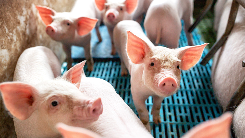 Lawsuit Seeks to Protect Pigs from Cruel High-Speed Slaughter - Animal  Legal Defense Fund