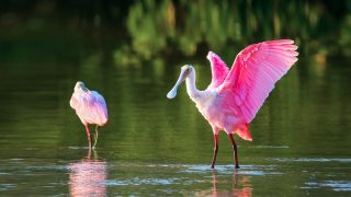 Roseate Spoonbill