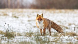 fox