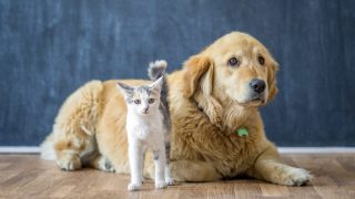 dog and cat