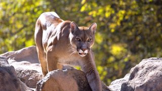 mountain lion