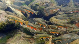 brook trout