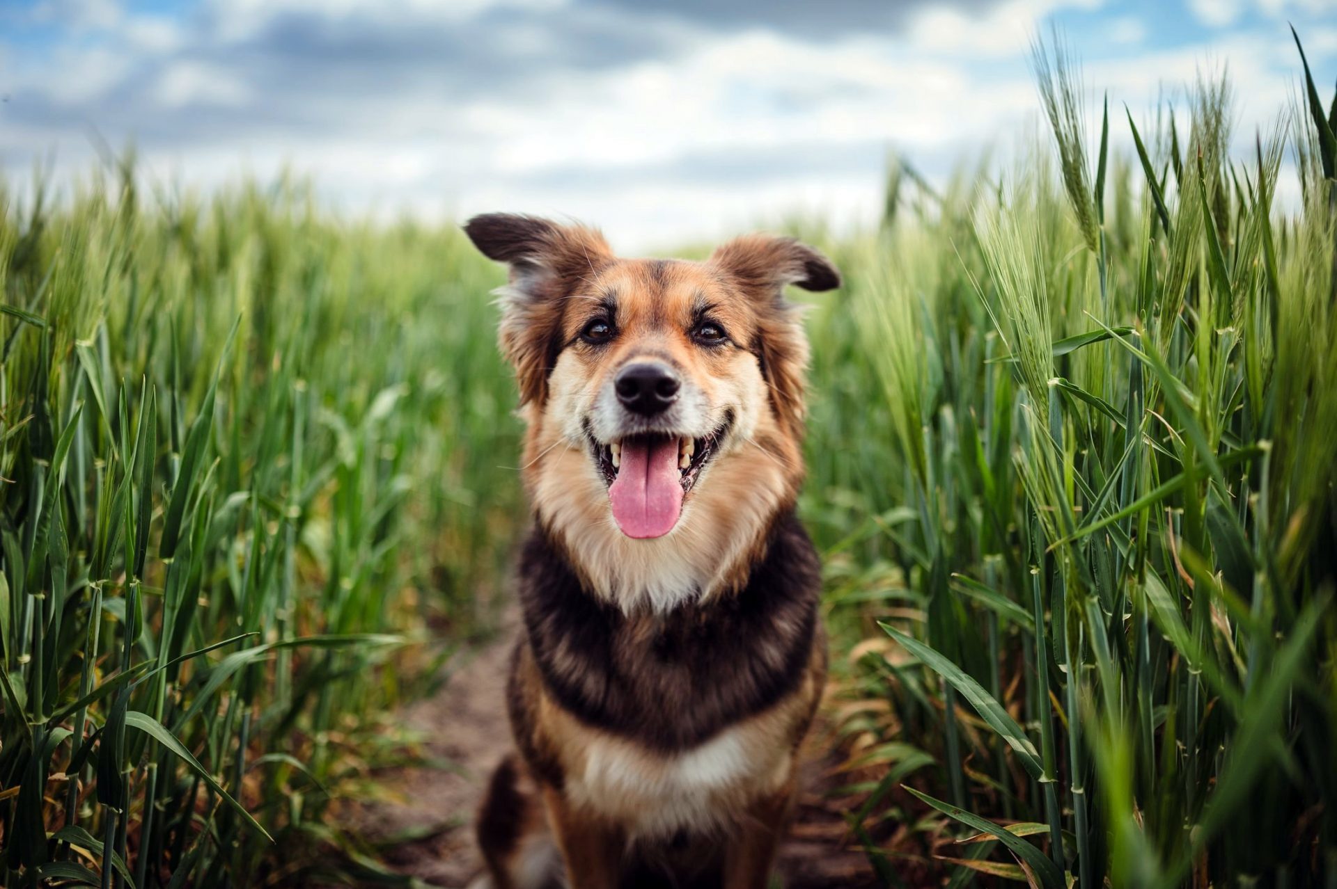 are dogs eaten in hong kong