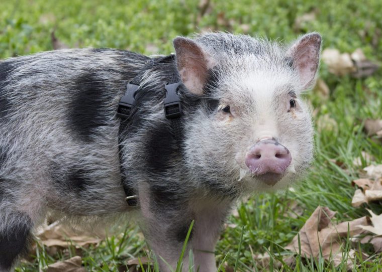 Friend or Food? Companion Pigs Challenge Legal Distinctions Animal Legal Defense Fund