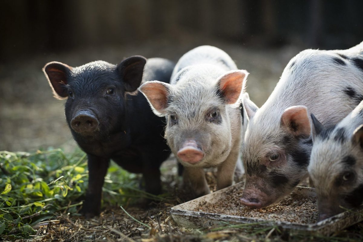 Friend or Food? Companion Pigs Challenge Legal Distinctions - Animal Legal  Defense Fund