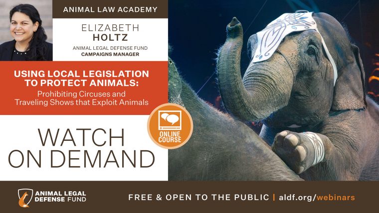 Using Local Legislation to Protect Animals: Prohibiting Circuses and  Traveling Shows that Exploit Animals - Animal Legal Defense Fund