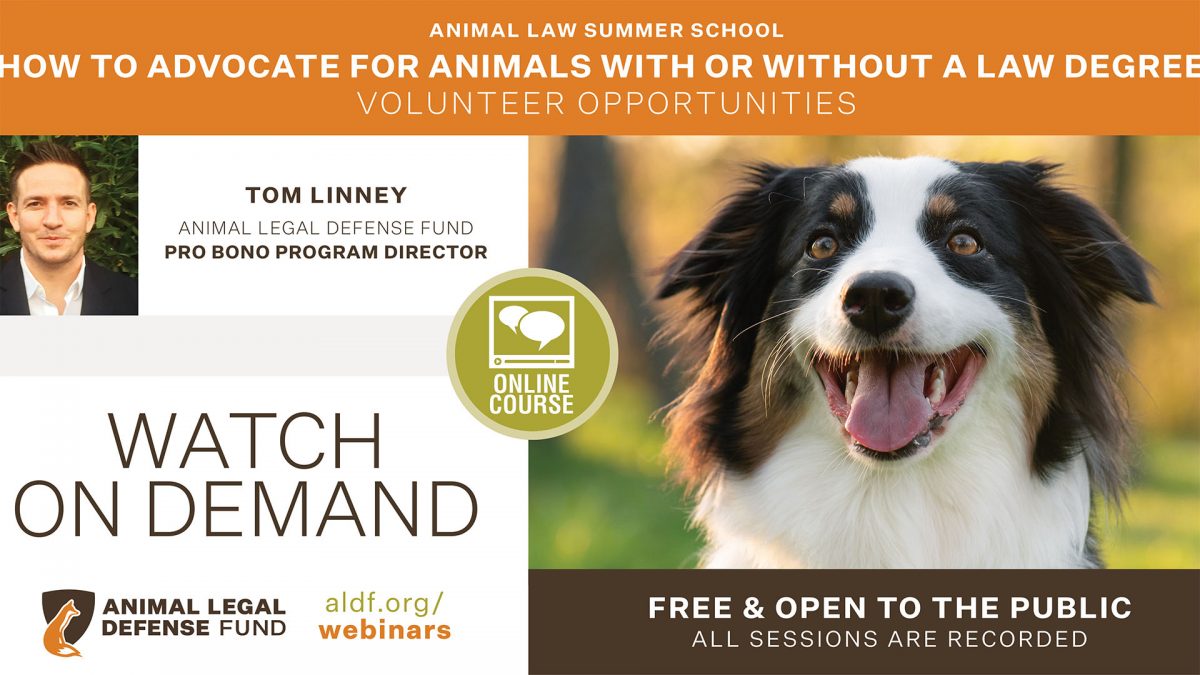 How to Advocate for Animals With or Without a Law Degree Volunteer Opportunities