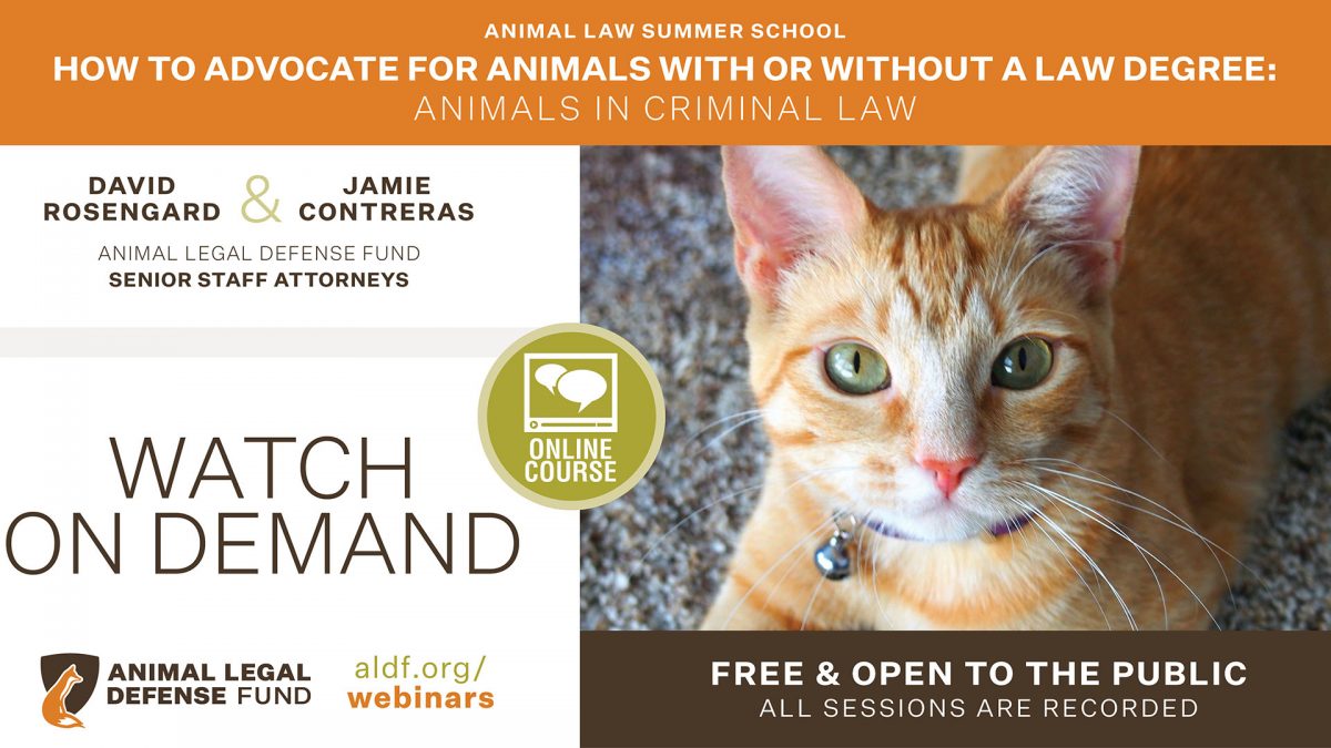 How to Advocate for Animals With or Without a Law Degree