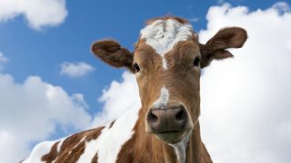 cow