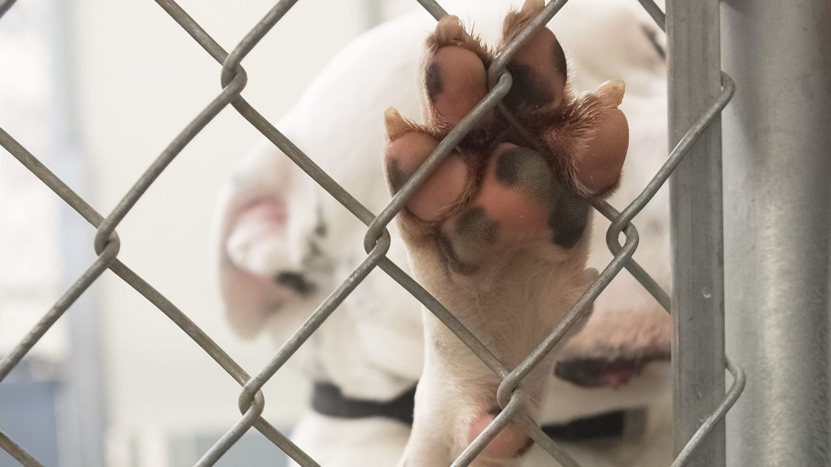 Animal Advocates Prevail Against Vallejo Puppy Mill Following Lawsuit -  Animal Legal Defense Fund