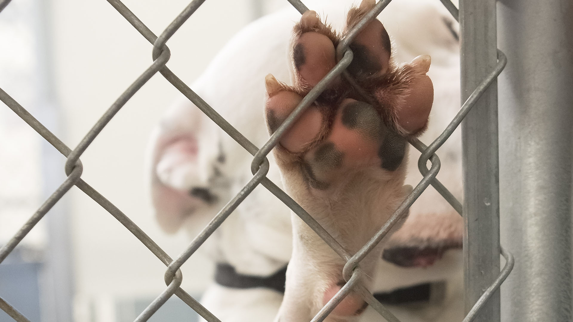 Animal Advocates Prevail Against Vallejo Puppy Mill Following Lawsuit -  Animal Legal Defense Fund