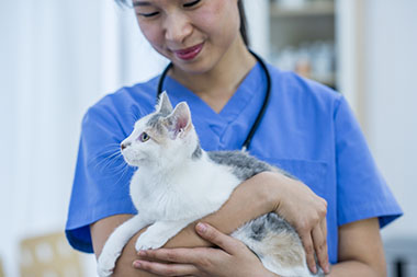 cat vet