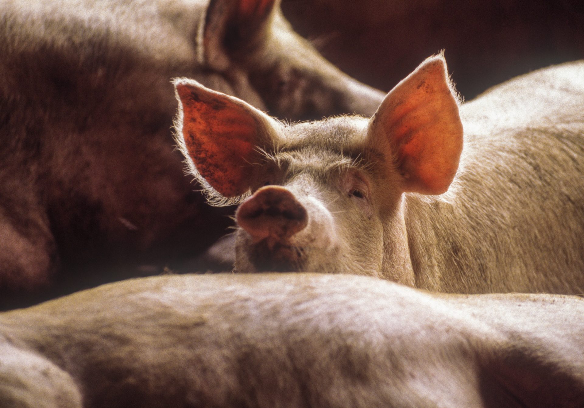 Industrial Animal Agriculture: Exploiting Workers and Animals - Animal  Legal Defense Fund