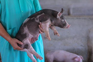 piglet vet