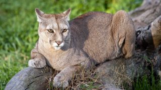 mountain lion
