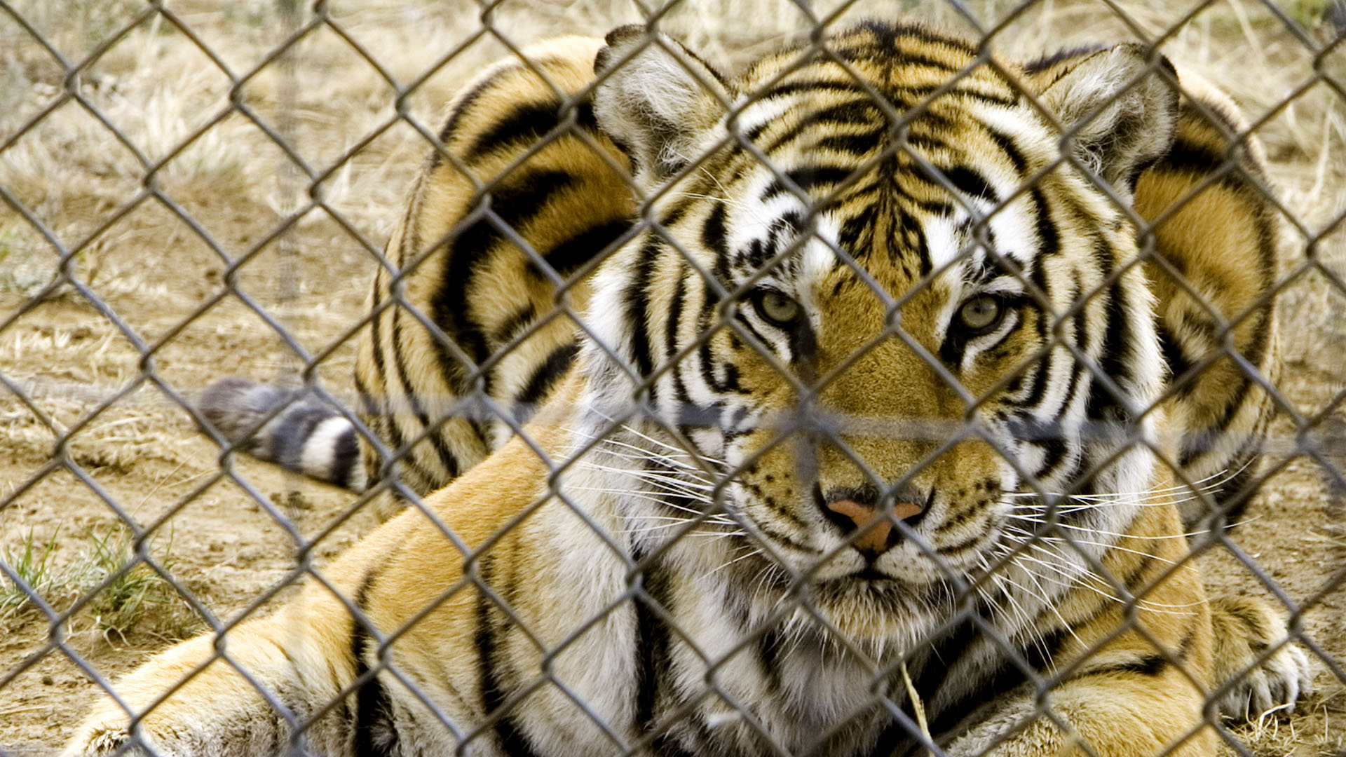 GettyImages-93139806_tiger1920.jpg