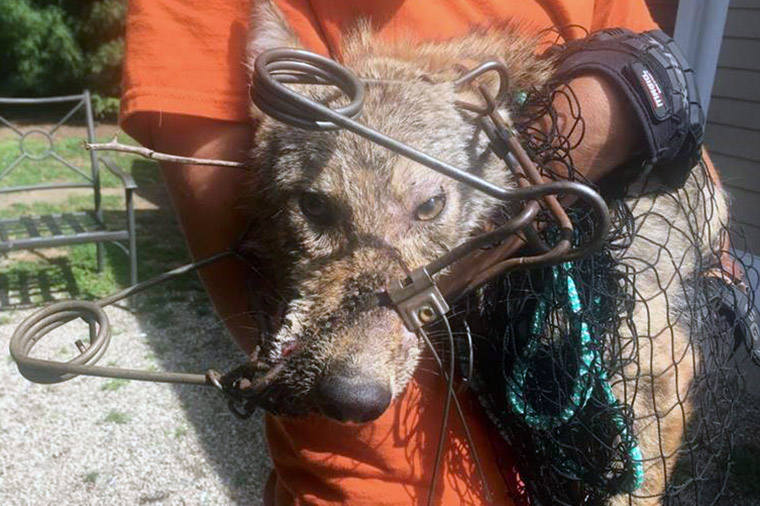 $5,000 Reward Offered by Animal Legal Defense Fund in Case of Illegal  Coyote Trapping - Animal Legal Defense Fund