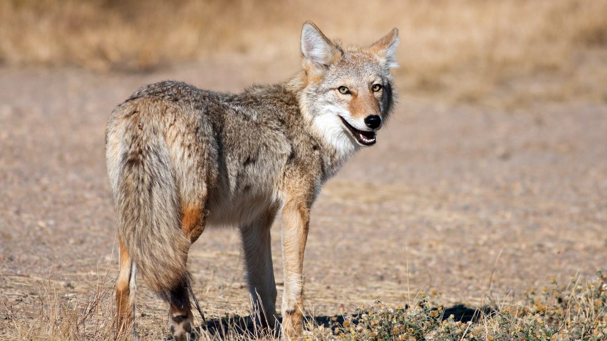 https://aldf.org/wp-content/uploads/2020/09/GettyImages-176881544_coyote_1920-1200x675.jpg