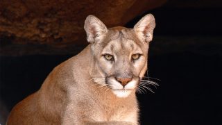 mountain lion