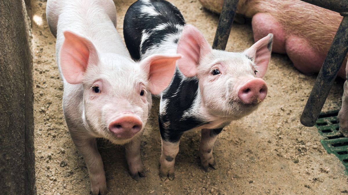 Animal farm pornography