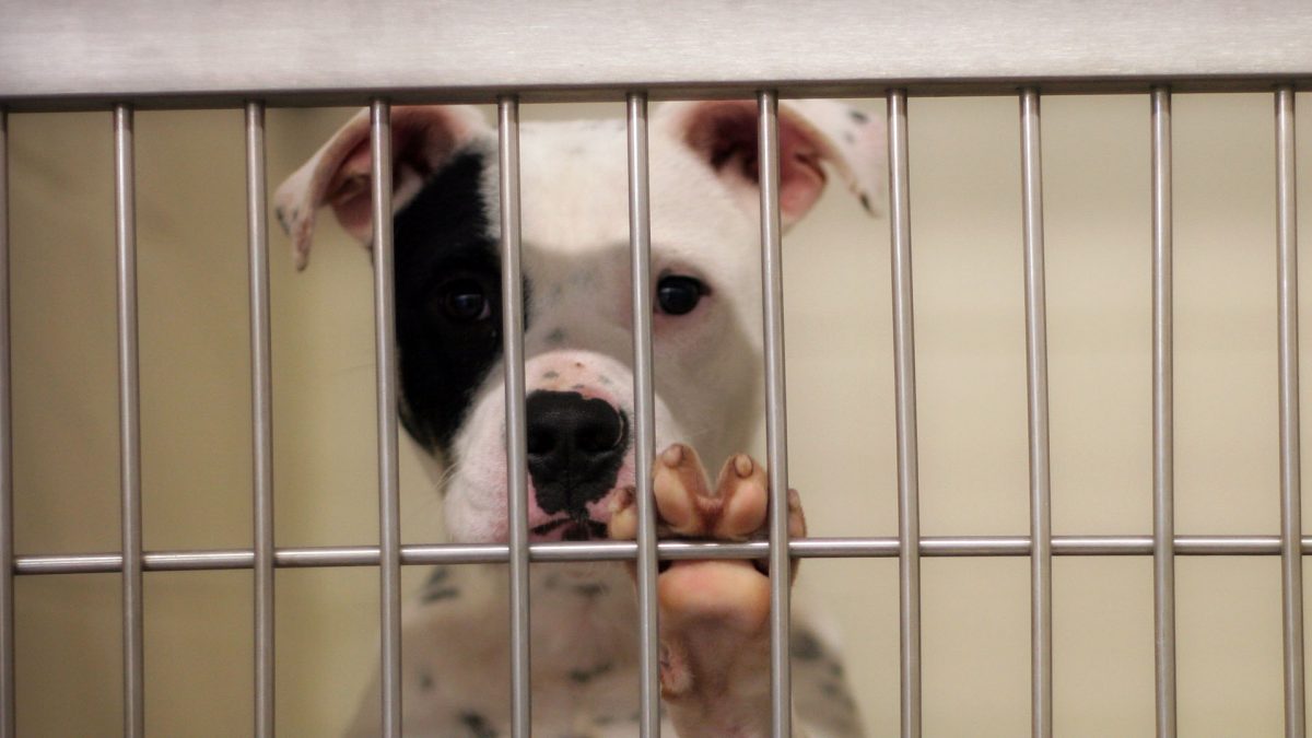 New California Laws Aim to Save More Companion Animals in Shelters