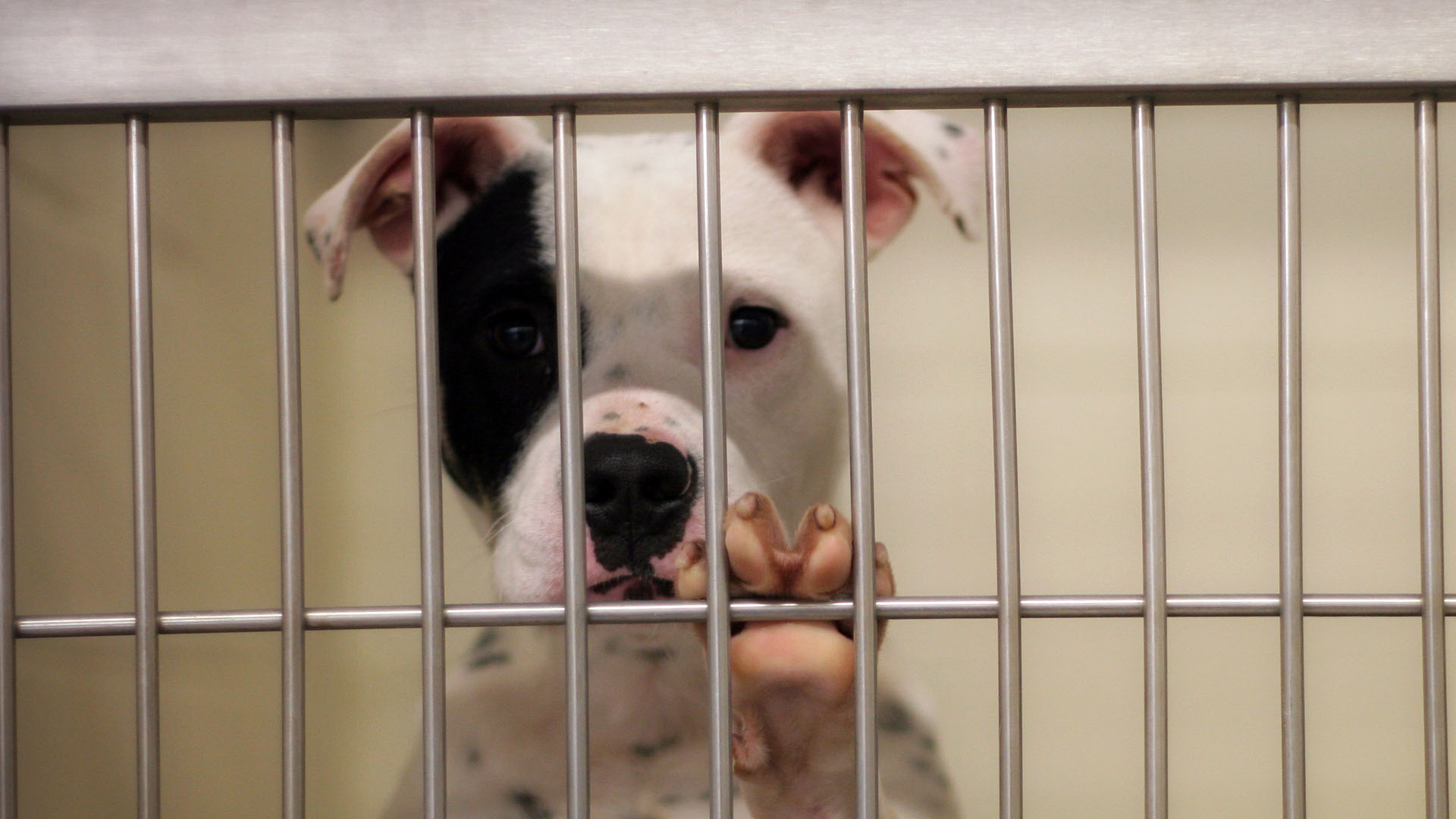 New California Laws Aim to Save More Companion Animals in Shelters - Animal  Legal Defense Fund
