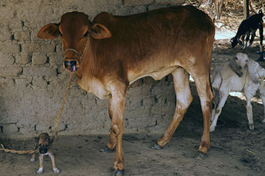 cow and dog