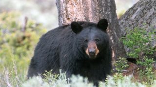 American Black Bear