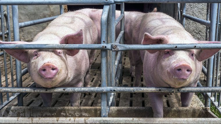 pigs