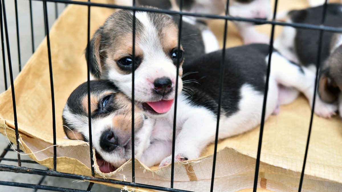 Tell Craigslist to Shut Down Animal Sales - Animal Legal ...