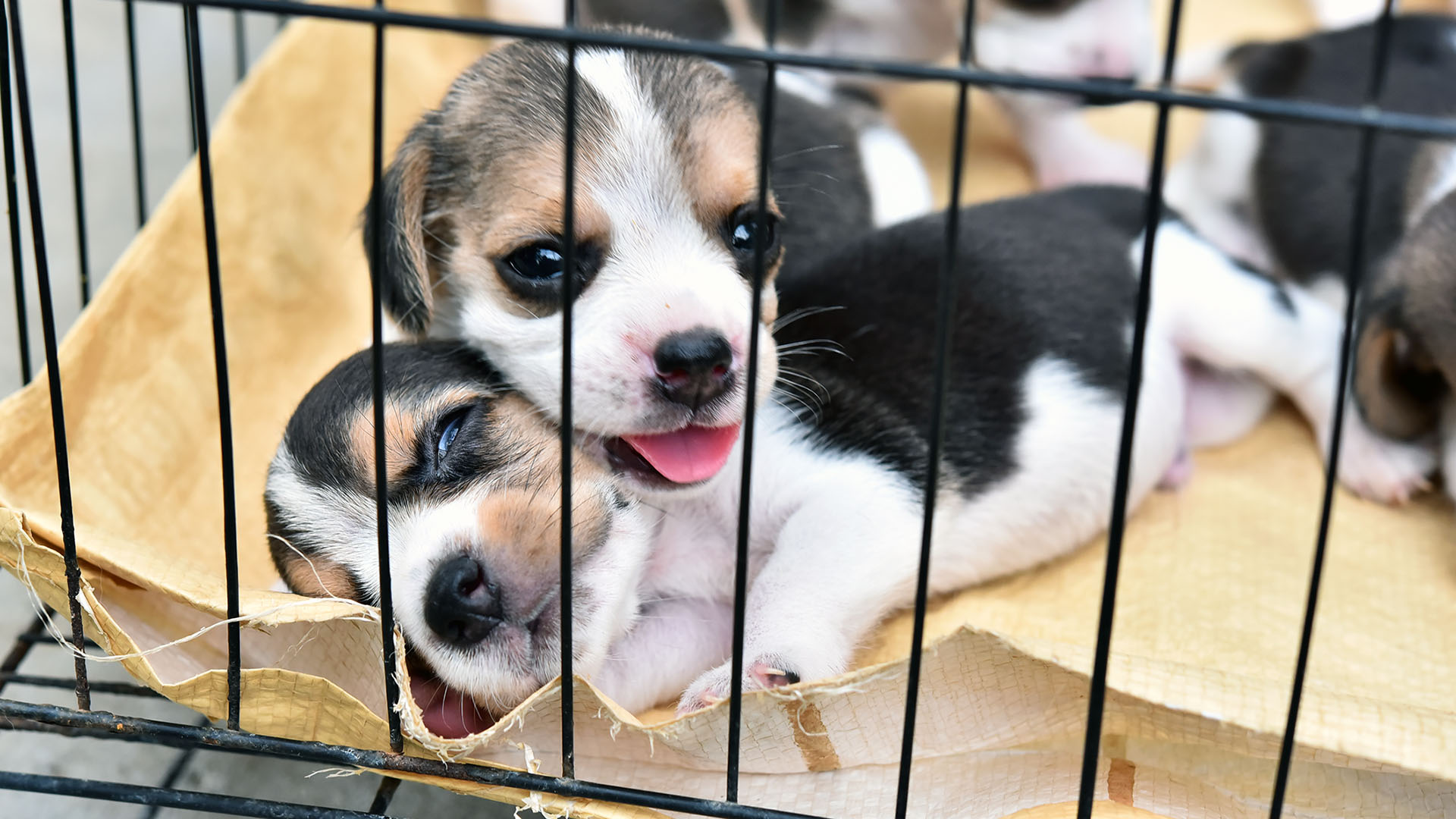Tell Craigslist to Shut Down Animal Sales - Animal Legal Defense Fund