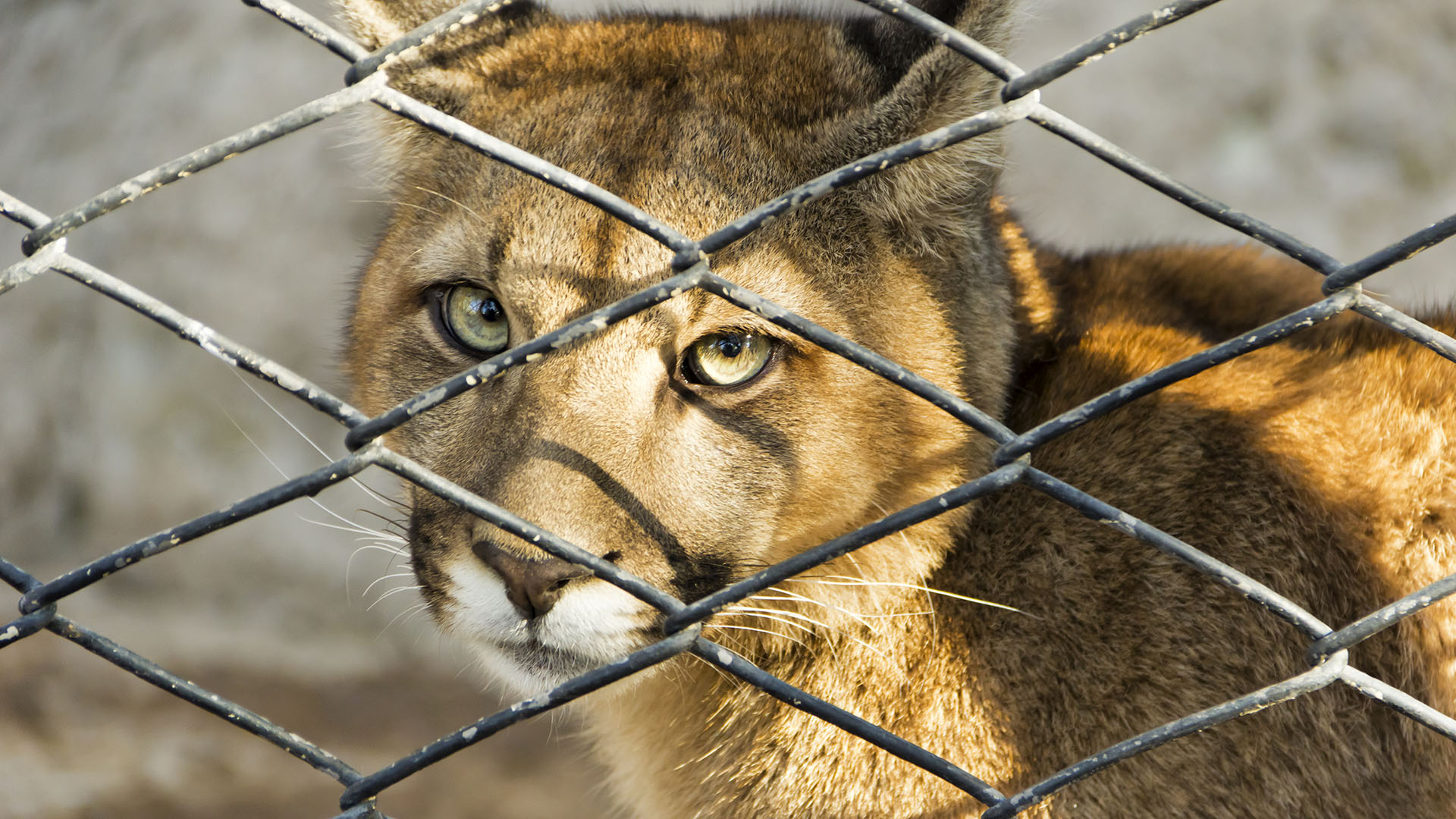 Animal Exploiter: Robert Sawmiller - Animal Legal Defense Fund
